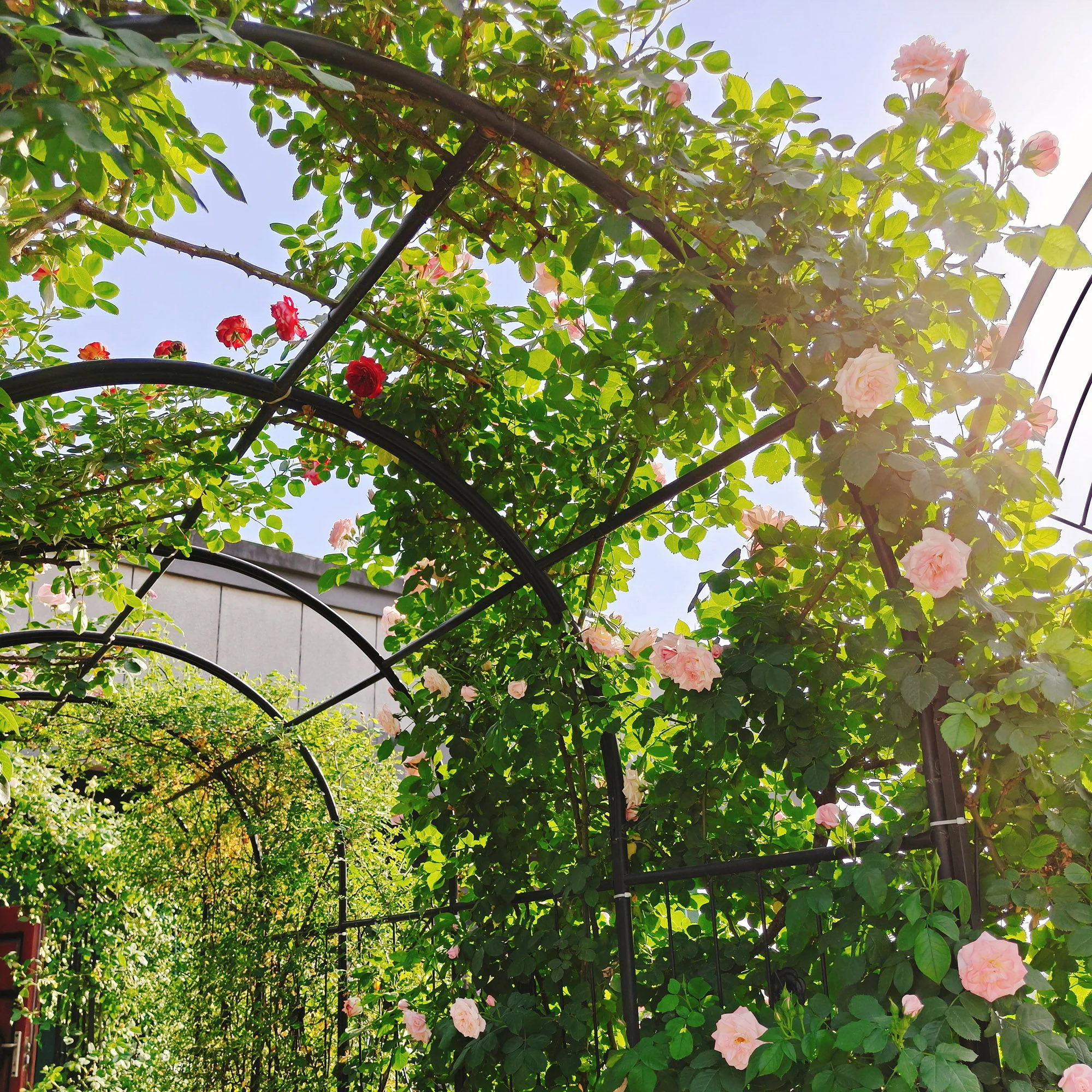 Metal Garden Arch With Two Plant Stands Wide High Climbing Plants Support Rose Arch Outdoor - Black - Image 4